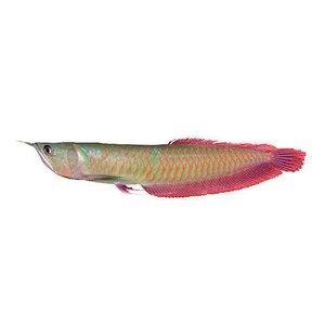 白子紅龍魚：關(guān)于白子紅龍魚的資料 龍魚百科 第1張