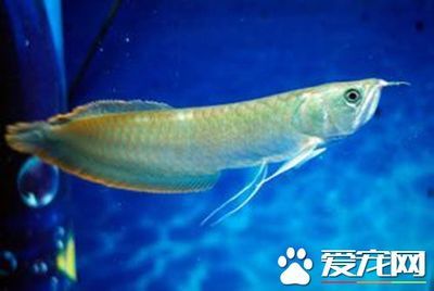 銀龍魚催財(cái)效果如何體現(xiàn)：銀龍魚與家居風(fēng)水關(guān)系 龍魚百科 第5張