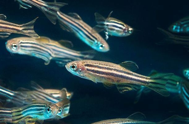 龍魚把吃的東西吐出來了還能活嗎：龍魚吐出食物后還能繼續(xù)活嗎？ 水族問答 第1張