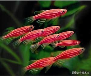 龍魚飼料品牌用戶評(píng)價(jià)對(duì)比：龍魚飼料品牌的用戶評(píng)價(jià)對(duì)比 龍魚百科 第1張