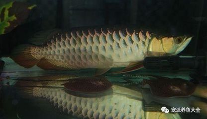 龍魚狀態(tài)不好可以開燈嗎：當(dāng)龍魚狀態(tài)不佳時(shí)，是否可以開燈是一個(gè)值得探究的問題 龍魚百科 第1張