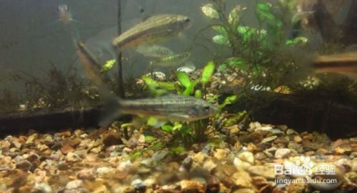 龍魚把飼料嚼碎吐出來會死嗎：龍魚把飼料嚼碎吐出來會怎么樣？ 水族問答 第2張