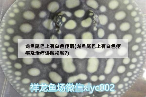 龍魚尾部有疙瘩怎么回事：如何預(yù)防龍魚白點病的早期癥狀，如何預(yù)防龍魚痘瘡病的早期癥狀 龍魚百科 第5張