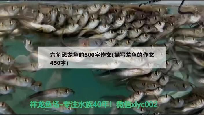 龍魚描寫作文500字：如何挑選健康的龍魚