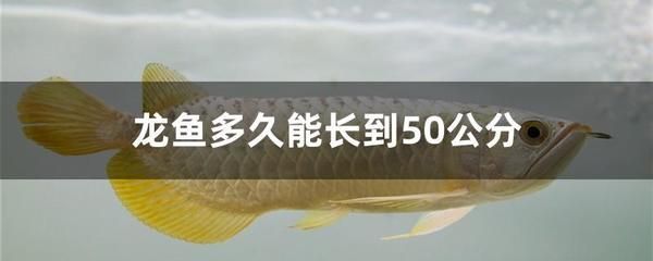 龍魚(yú)長(zhǎng)得慢：龍魚(yú)生長(zhǎng)緩慢可能由多種因素造成，龍魚(yú)生長(zhǎng)速度受哪些因素影響 龍魚(yú)百科 第5張