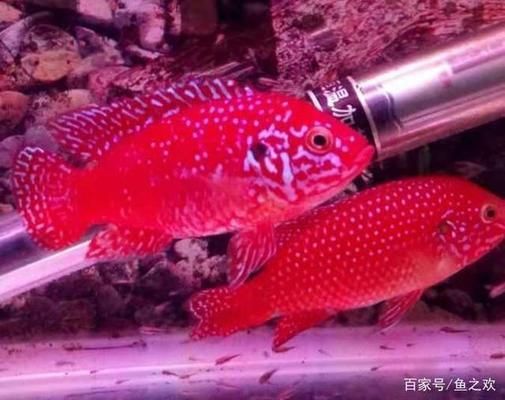 龍魚三湖慈鯛混養(yǎng)：龍魚三湖慈鯛混養(yǎng)需要注意以下幾點(diǎn)龍魚和三湖慈鯛的混養(yǎng)