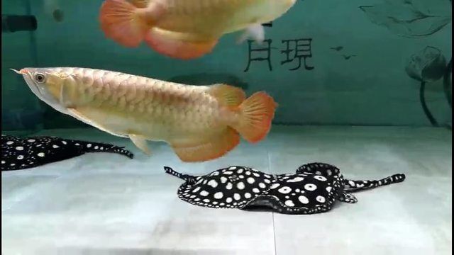 龍魚光照：光照對(duì)龍魚的影響