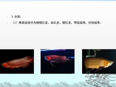 龍魚是什么品種的魚：常見的龍魚品種有哪些 龍魚百科 第3張