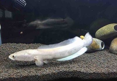 雷龍魚(yú)能吃飼料嗎：雷龍魚(yú)飼料與飼料對(duì)比雷龍魚(yú)飼料對(duì)比雷龍魚(yú)飼料對(duì)比 龍魚(yú)百科 第2張