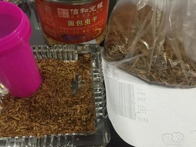 龍魚只吃蝦不吃小魚：龍魚只吃蝦不吃小魚可以通過以下幾種方法改變它的飲食習慣 龍魚百科 第3張