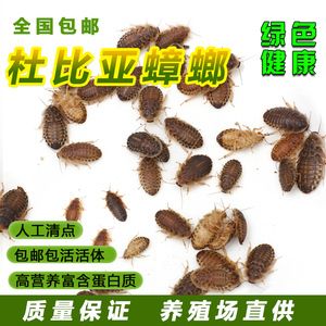 龍魚人工飼料 品牌：龍魚人工飼料品牌 龍魚百科 第1張