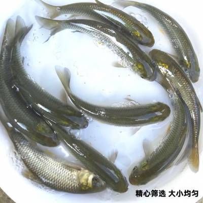 龍魚人工飼料 品牌：龍魚人工飼料品牌 龍魚百科 第4張