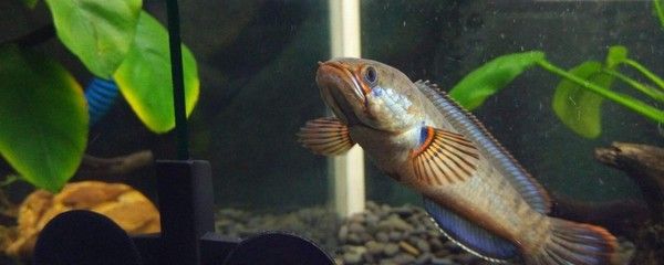 龍魚溫度多少最佳喂食時間：龍魚最佳喂食時間和溫度為25-27攝氏度 龍魚百科 第3張