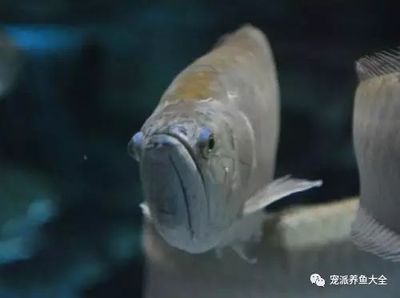 龍魚溫度多少最佳喂食時間：龍魚最佳喂食時間和溫度為25-27攝氏度 龍魚百科 第4張