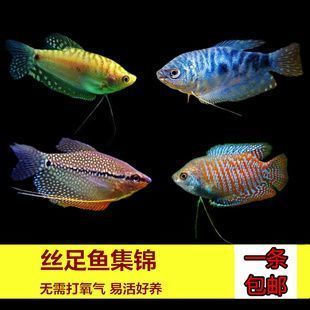 龍魚會(huì)互咬嗎為什么：龍魚為什么會(huì)互咬 龍魚百科 第3張