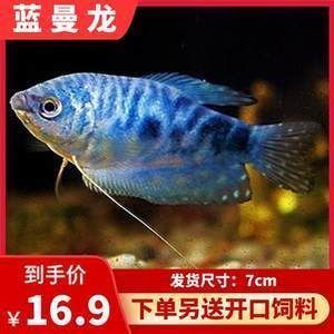 龍魚會(huì)互咬嗎為什么：龍魚為什么會(huì)互咬 龍魚百科 第4張