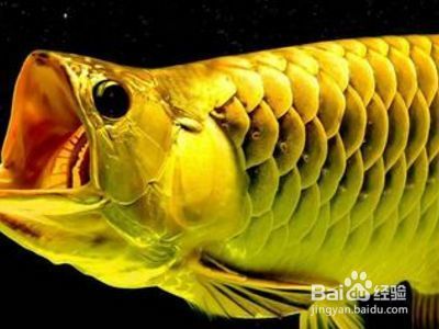 龍魚怎么會掉眼：如何改善龍魚掉眼狀況 龍魚百科 第5張