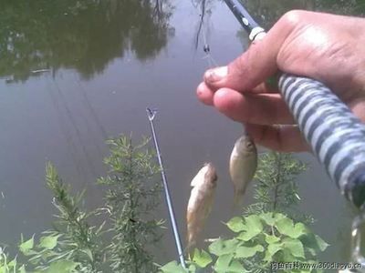 龍魚(yú)半個(gè)月不吃東西：龍魚(yú)半個(gè)月不吃東西怎么辦？ 水族問(wèn)答 第3張