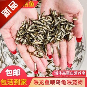 龍魚吃的活魚怎么處理：如何處理龍魚吃的活魚