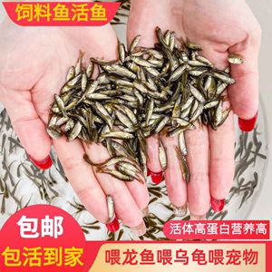 龍魚吃的活魚怎么處理：如何處理龍魚吃的活魚 龍魚百科 第4張