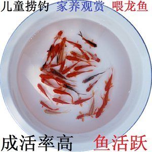 龍魚吃的活魚怎么處理：如何處理龍魚吃的活魚