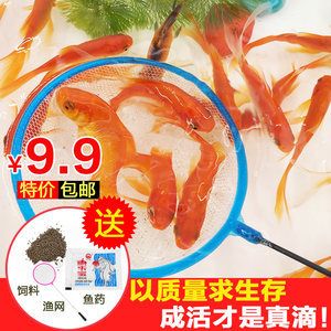 龍魚吃的活魚怎么處理：如何處理龍魚吃的活魚 龍魚百科 第5張