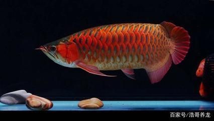 改良紅龍魚是什么意思：改良紅龍魚風(fēng)水寓意解析紅龍魚繁殖過程詳解 龍魚百科 第3張