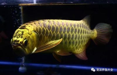 龍魚很難養(yǎng)嗎為什么：龍魚水質(zhì)管理技巧,龍魚混養(yǎng)注意事項(xiàng) 龍魚百科 第5張