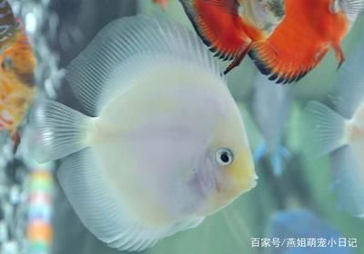 七彩神仙魚混養(yǎng)水質(zhì)要求：七彩神仙魚在混養(yǎng)時對水質(zhì)有一定的要求 龍魚百科 第5張