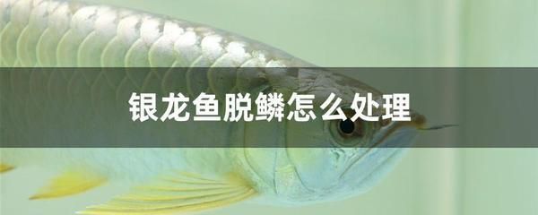 銀龍魚營養(yǎng)不良癥狀識別：銀龍魚營養(yǎng)不良的一些癥狀及其識別方法 龍魚百科 第1張