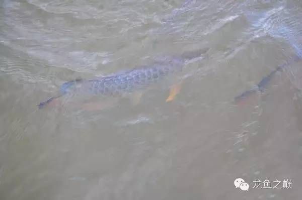 龍魚在原產地是食用魚嗎圖片：龍魚在原產地主要是食用魚，而非食用魚， 龍魚百科 第3張