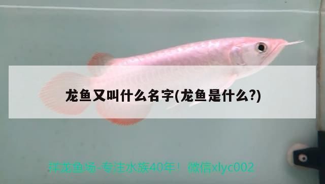 龍魚又叫什么名字好聽：龍魚的別名與文化意義 龍魚百科 第1張