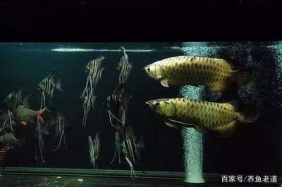 龍魚和什么魚混養(yǎng)比較合適：與龍魚混養(yǎng)的幾種魚類 龍魚百科 第3張