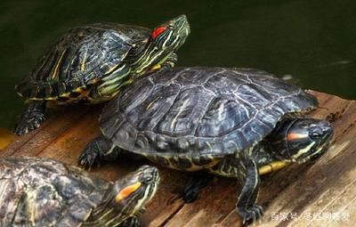 龍魚(yú)抱卵死亡率多少正常：關(guān)于龍魚(yú)抱卵期間死亡率的疑問(wèn) 水族問(wèn)答 第2張