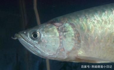 龍魚的疾病與治療方法圖解：龍魚常見疾病及其治療方法 龍魚百科 第5張