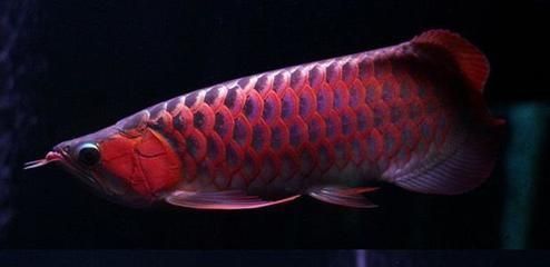 紅龍魚(yú)壁紙的吉祥寓意是什么？：紅龍魚(yú)壁紙的吉祥寓意 龍魚(yú)百科 第2張