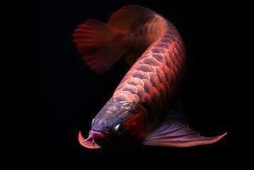 紅龍魚(yú)壁紙的吉祥寓意是什么？：紅龍魚(yú)壁紙的吉祥寓意 龍魚(yú)百科 第5張