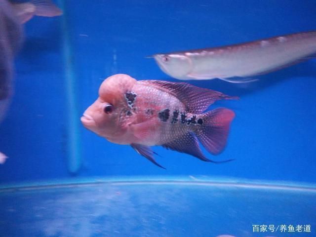 龍魚被欺負(fù)：在水族館里，龍魚為什么會(huì)遭受欺負(fù)？ 水族問答 第2張