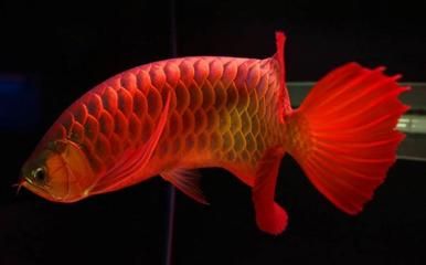 紅龍魚(yú)市場(chǎng)價(jià)格波動(dòng)原因：紅龍魚(yú)市場(chǎng)價(jià)格波動(dòng)受到多種因素影響紅龍魚(yú)市場(chǎng)價(jià)格波動(dòng) 龍魚(yú)百科 第2張