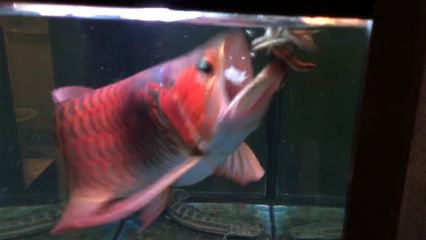 20公分紅龍魚(yú)喂食多少：“20公分紅龍魚(yú)喂食多少”的直接答案不過(guò)有關(guān)于紅龍魚(yú)喂食量的信息 龍魚(yú)百科 第4張