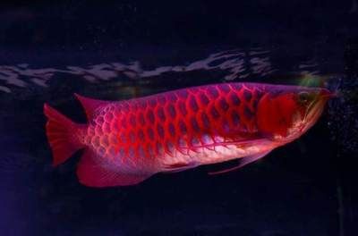 龍魚(yú)用led能發(fā)色嗎：led燈對(duì)龍魚(yú)發(fā)色有什么影響 龍魚(yú)百科 第2張