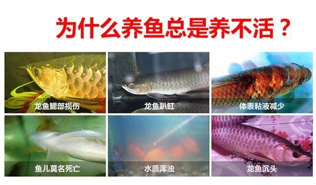 龍魚養(yǎng)不活的原因有哪些：龍魚養(yǎng)不活的原因