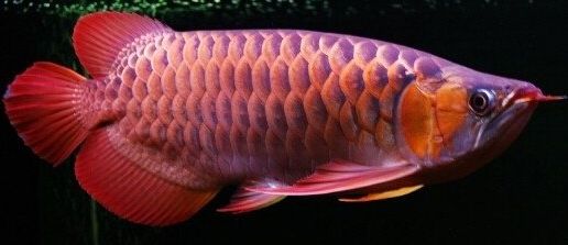 龍魚(yú)預(yù)防腸炎用什么藥好呢：預(yù)防龍魚(yú)腸炎的藥物建議 龍魚(yú)百科 第1張