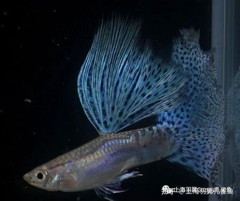 野彩魚冬季養(yǎng)護(hù)水溫控制：觀賞魚冬季水溫調(diào)控技巧 龍魚百科 第1張