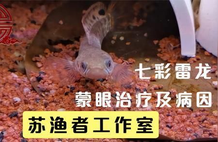 改善水質(zhì)防止龍魚(yú)蒙眼癥：如何預(yù)防龍魚(yú)蒙眼癥 龍魚(yú)百科 第3張