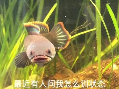 雷龍魚吃什么才能快速馴服：雷龍魚挑選飼料的注意事項(xiàng)，雷龍魚的喂食頻率需要注意 龍魚百科