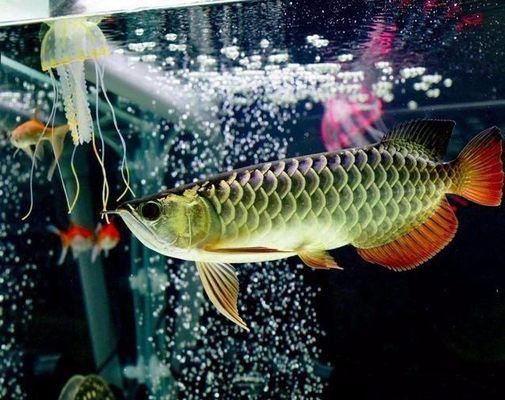 龍魚喜歡吃啥：龍魚喂食頻率調整方法， 龍魚百科 第2張