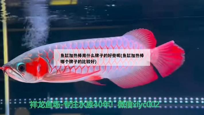 龍魚缸加熱棒什么牌子好：魚缸加熱棒品牌eheim魚缸加熱棒具有較高的品質(zhì)和性能 龍魚百科 第2張