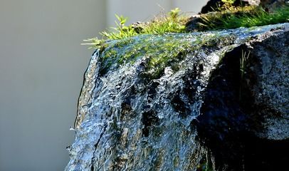 銀龍魚(yú)苗適宜的水草種類：銀龍魚(yú)苗水草配置技巧 龍魚(yú)百科 第3張