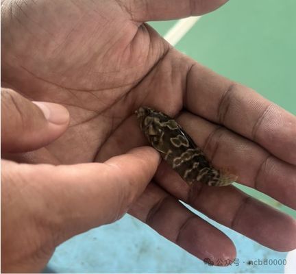 龍魚幼苗掛蛋苗什么意思：龍魚幼苗挑選技巧 龍魚百科 第3張